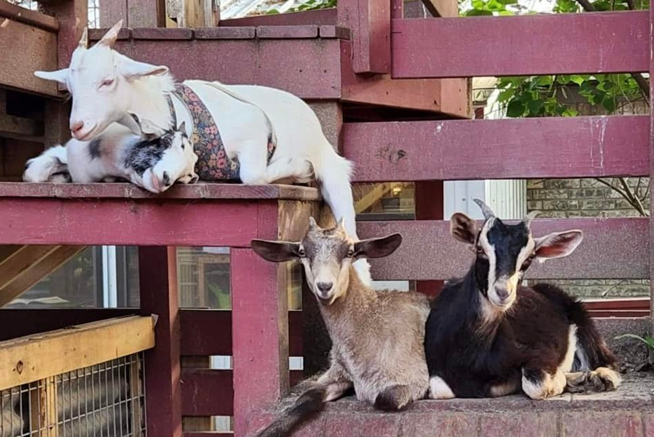 Things To Do Hochatown Petting Zoo 